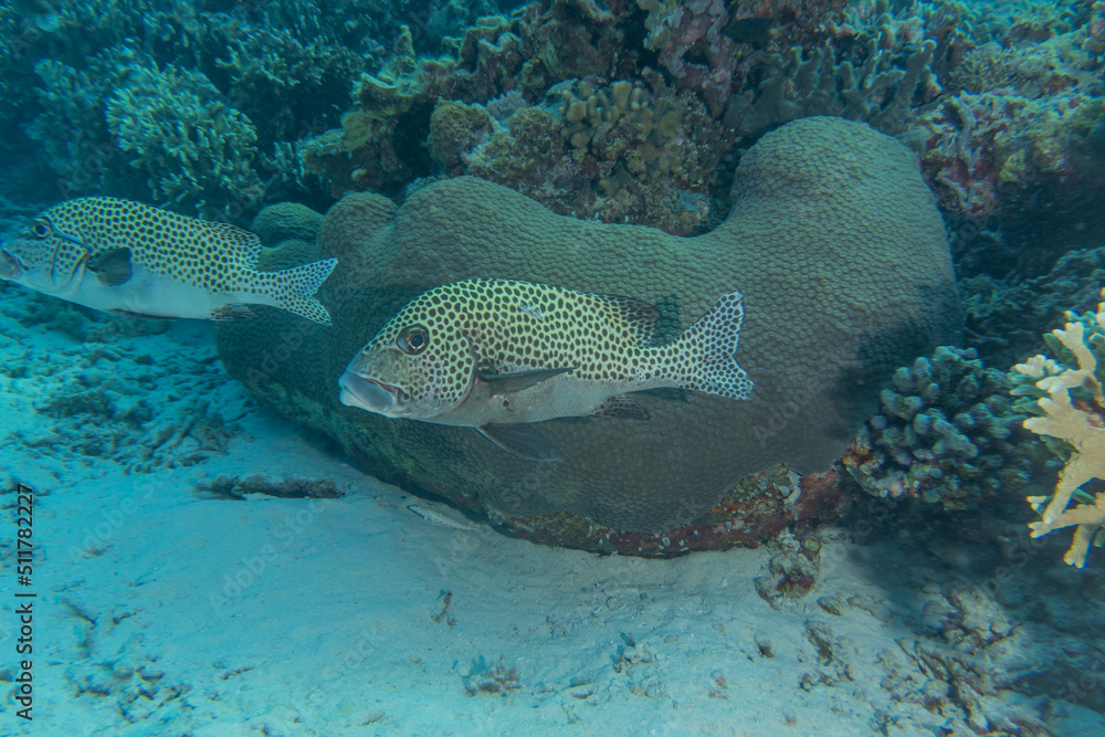 Fototapeta premium Fish swim at the Tubbataha Reefs Natural Park Philippines 