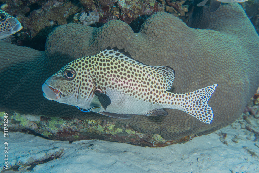 Fish swim at the Tubbataha Reefs Natural Park Philippines
Fish swim at the Tubbataha Reefs Natural Park Philippines