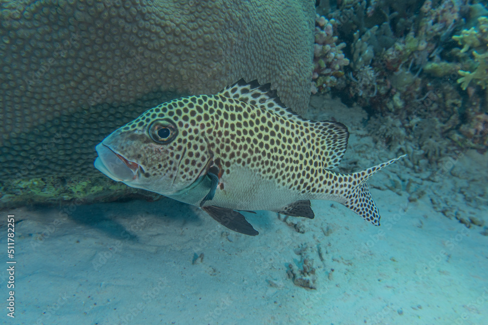 Fish swim at the Tubbataha Reefs Natural Park Philippines
Fish swim at the Tubbataha Reefs Natural Park Philippines
