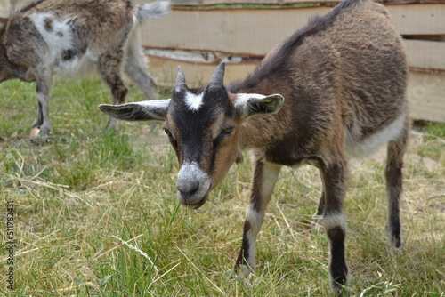 baby goat on a farm