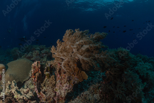 Fototapeta Naklejka Na Ścianę i Meble -  Coral reef and water plants at the Tubbataha Reefs, Philippines
