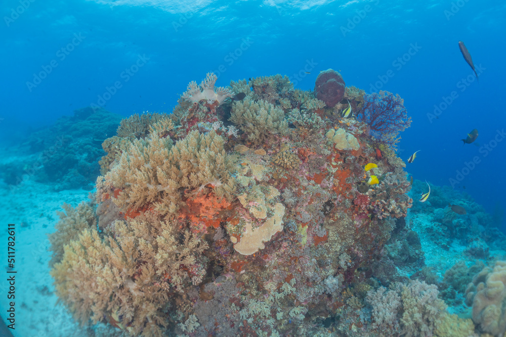 Fototapeta premium Coral reef and water plants at the Tubbataha Reefs, Philippines 