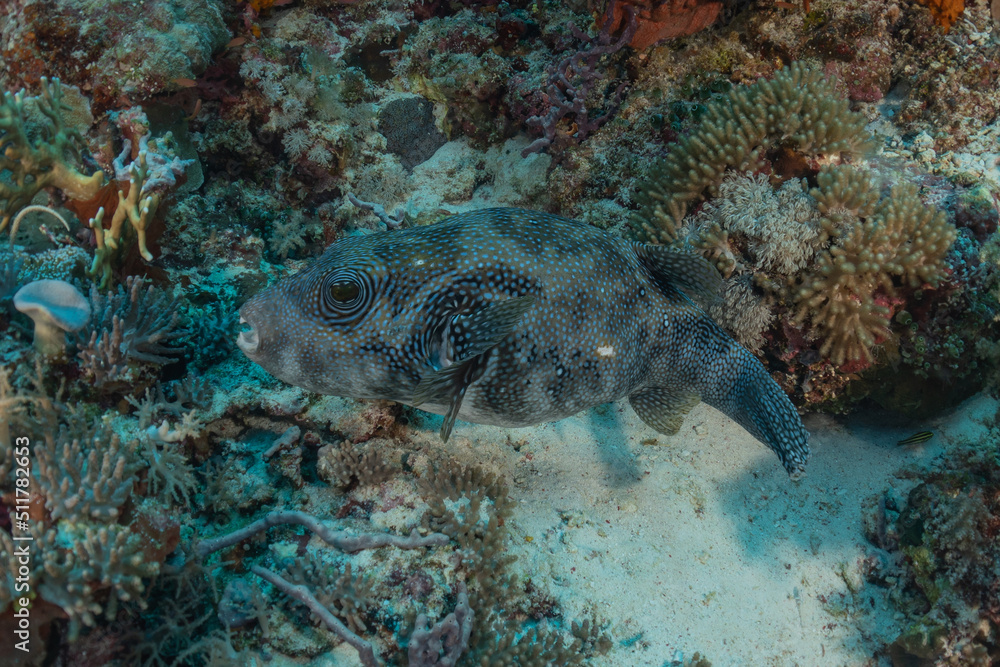 Obraz premium Fish swim at the Tubbataha Reefs Natural Park Philippines 