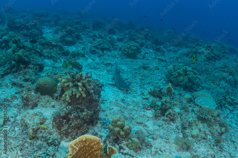 Fototapeta premium shark swimming at the tubbataha reef national park Philippines