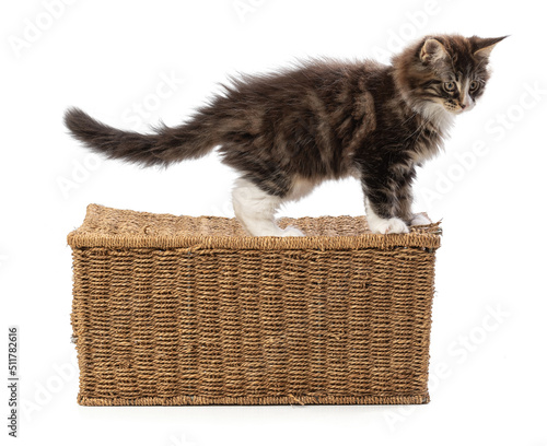Cute maine coon cat playing on a wicker box