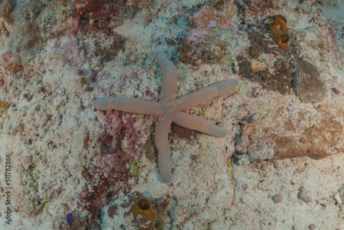 Starfish On the seabed at the Tubbataha Reefs Philippines 