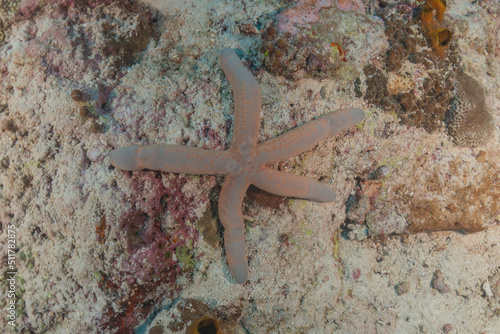 Starfish On the seabed at the Tubbataha Reefs Philippines 