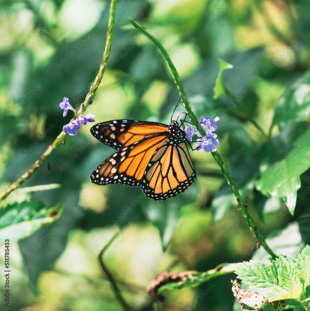 monarch butterfly on a flower in miami monarch butterfly on a flower in miami