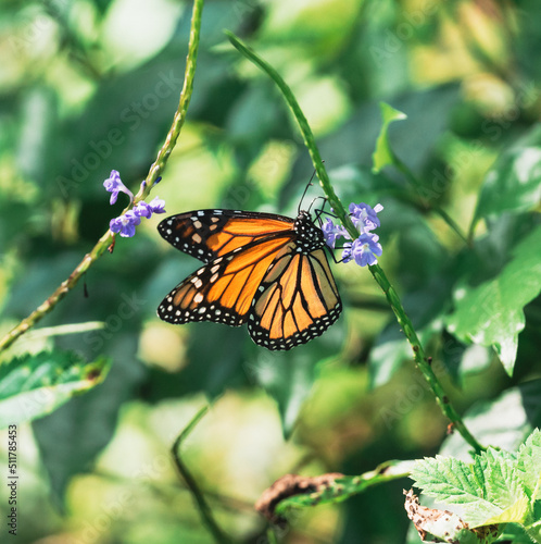 monarch butterfly on a flower in miami 