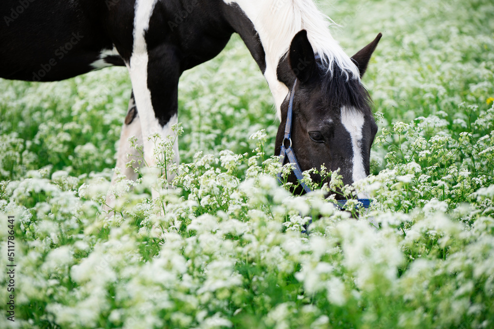 Obraz premium portrait of black-white piebald horse grazing on blossom pasture.
