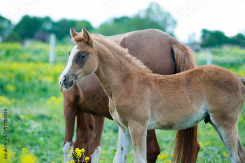 portrait of  chestnut foal walking  in yellow flowers  blossom paddock with mom. © anakondasp