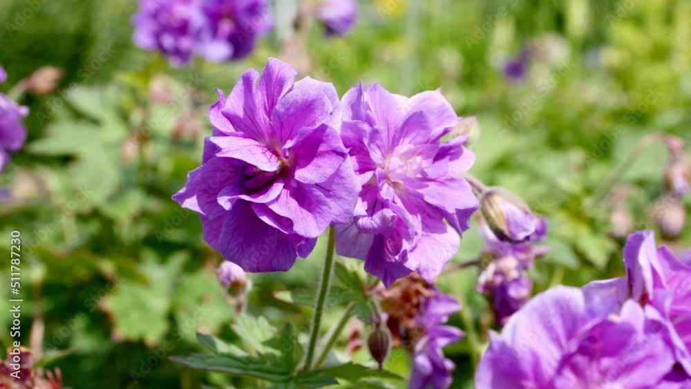 Geranium himalayense Plenum in bloom in summer garden Geranium himalayense Plenum in bloom in summer garden