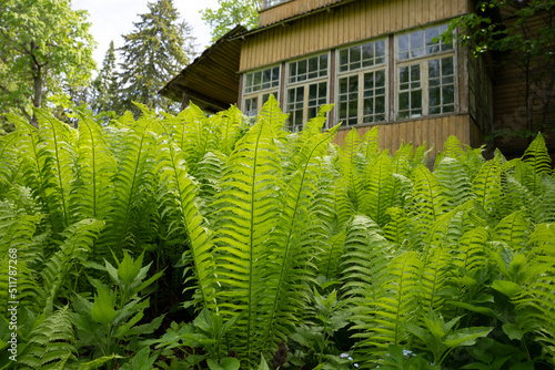 View of an old wooden house through fern bushes