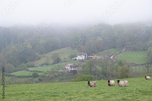 a farm in Navarra in the Baztan valley, near the Basque country, with a latxa breed sheep with plenty of wool, a forest in a hill in the background on a foggy morning, horizontal photo