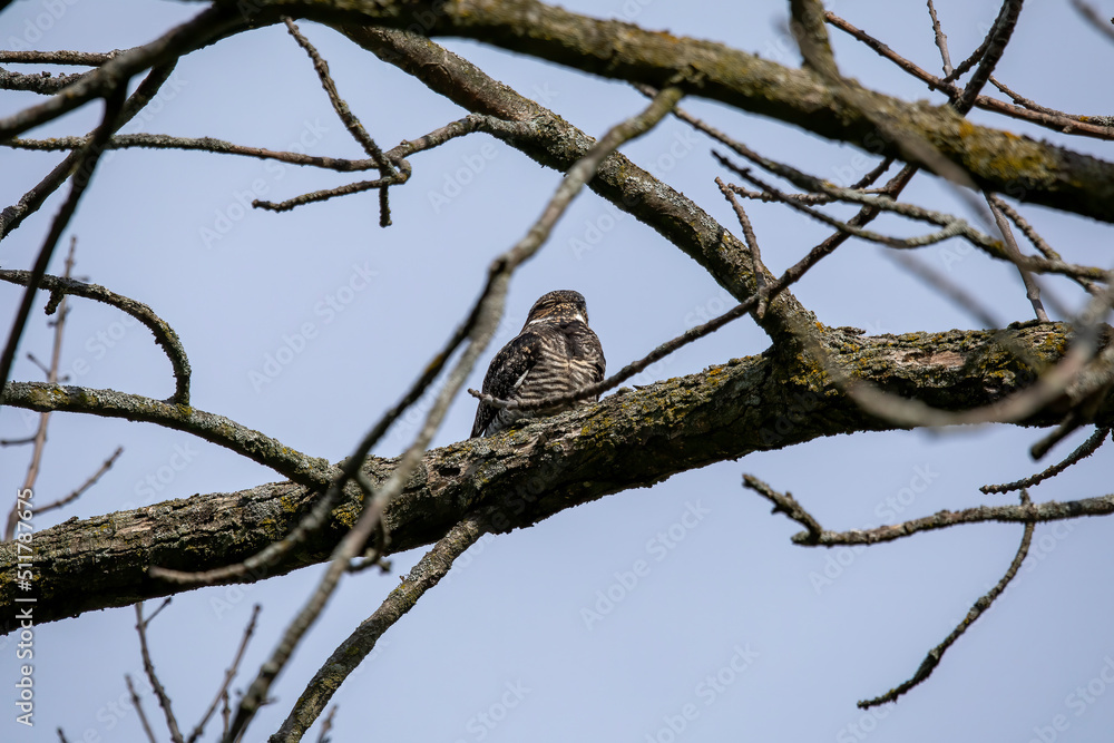 Common Nighthawk (Chordeiles minor) resting on a branch. Natural scene from Wisconsin. Common Nighthawk (Chordeiles minor) resting on a branch. Natural scene from Wisconsin.