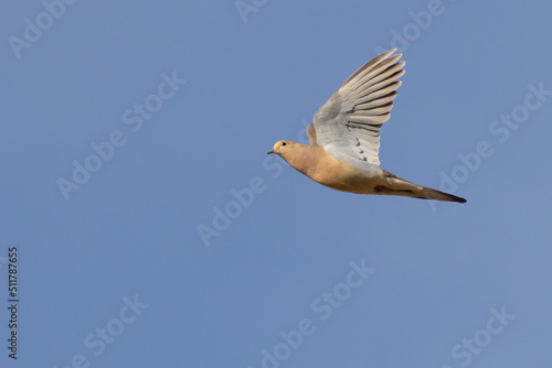 Mourning Dove in Flight in Early Morning Light