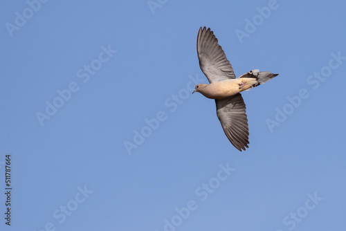 Mourning Dove in Flight in Early Morning Light