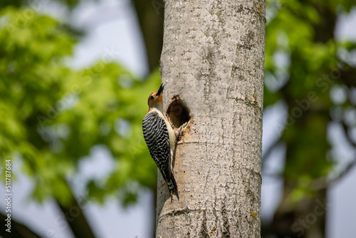 The Red-bellied Wodpecker (Melanerpes carolinus). The woodpecker at the nest cavity photo