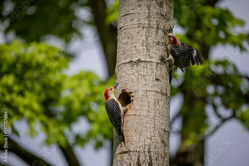 The Red-bellied Wodpecker (Melanerpes carolinus) a pair of woodpecker at the nest cavity photo