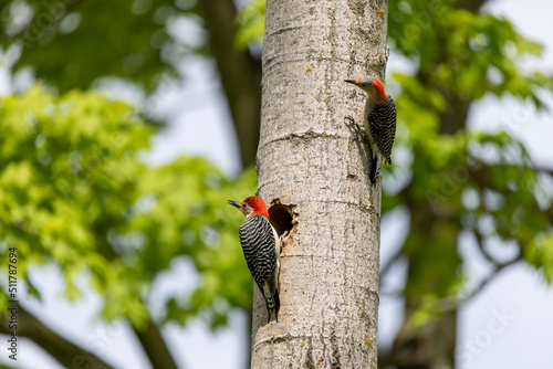 The Red-bellied Wodpecker (Melanerpes carolinus). The woodpecker at the nest cavity photo