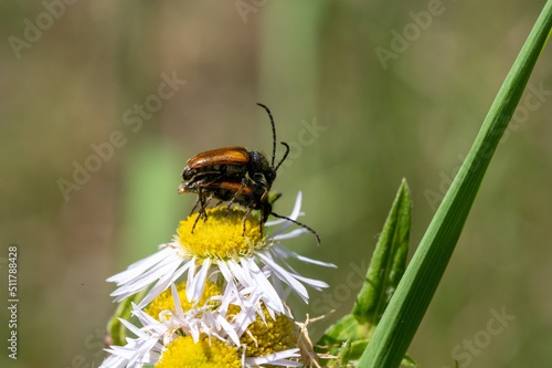 FLOWER,TREE,PLANTS,ANIMALS, LANDSCAPE