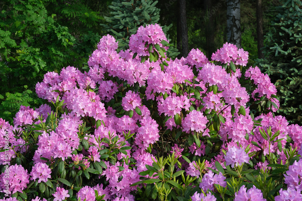 Beautiful lushly blooming Rhododendron. Hybrid Rhododendron bush in summer garden. Beautiful lushly blooming Rhododendron. Hybrid Rhododendron bush in summer garden.