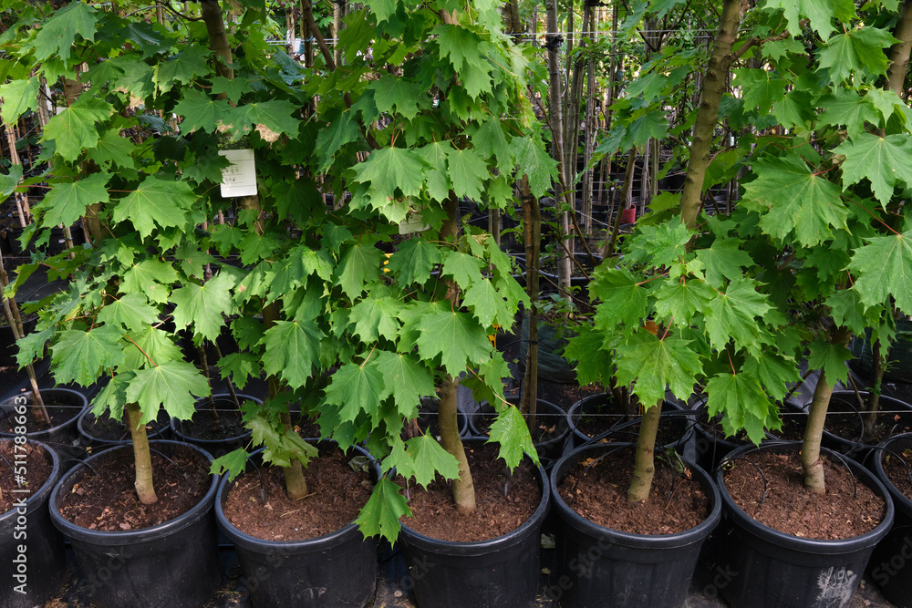 Row of young maple trees in plastic pots. Seedling trees in plant nursery. Row of young maple trees in plastic pots. Seedling trees in plant nursery.