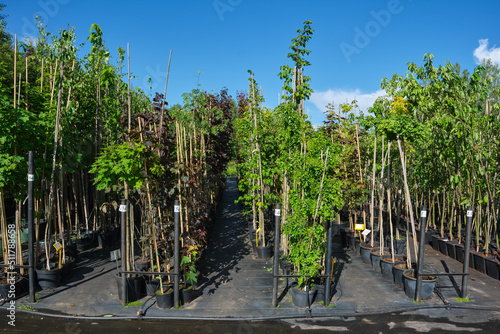 Rows of young trees in plastic pots. Rows of potted seedling of trees at plant nursery.
