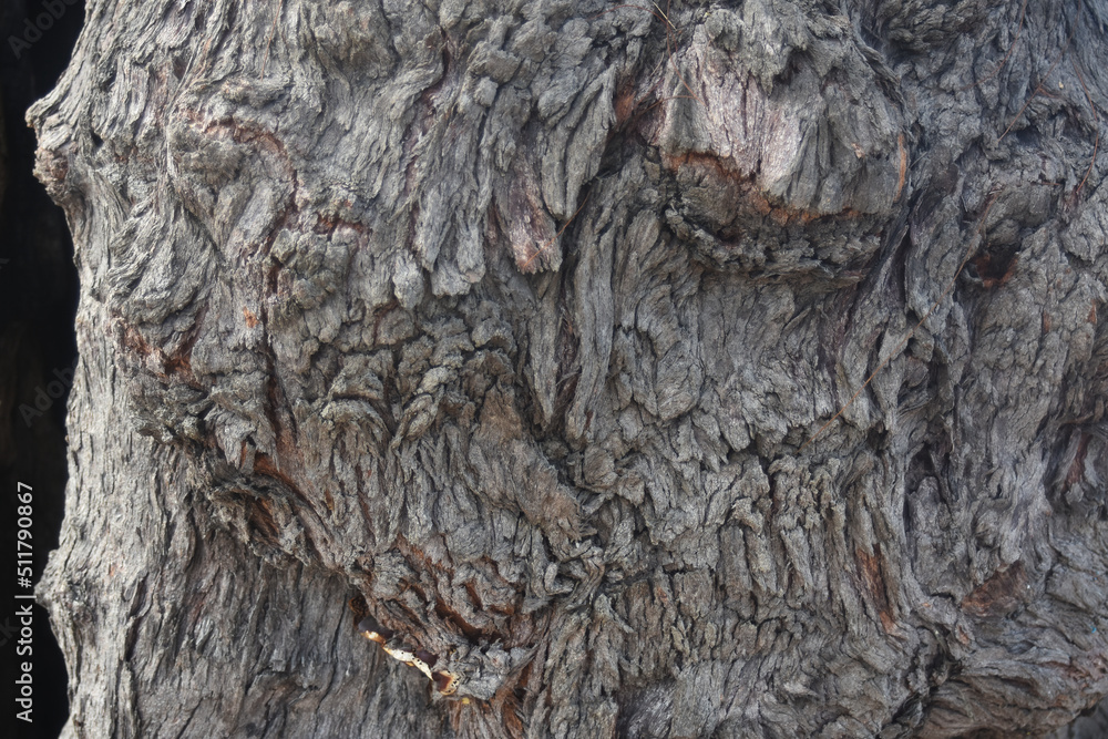 The bark is a naturally beautiful bark. The bark is a naturally beautiful bark.