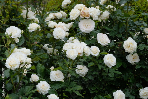 Akito rose in full blooming