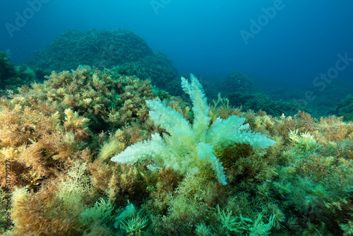 Ciuffo di alga bianca tra alghe verdi
