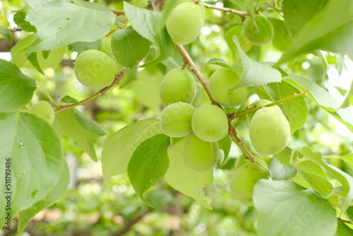 Japanese plum tree bears fruits    