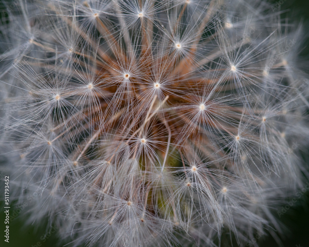 Obraz premium Dandelion