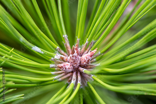 Pine Needles