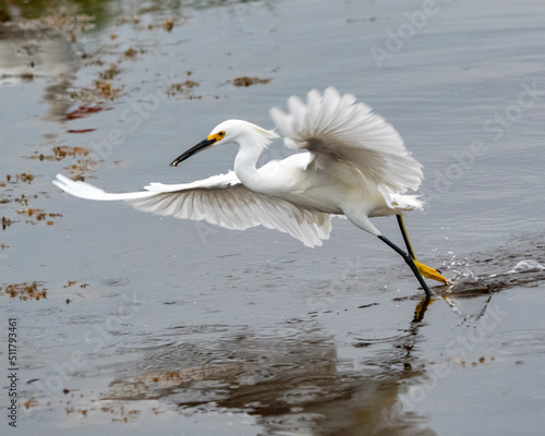 Snowy Egret Running