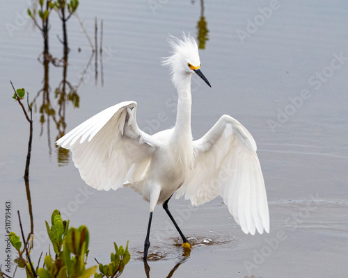 Snowy Egret