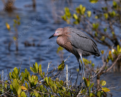 Reddish Egret Perched