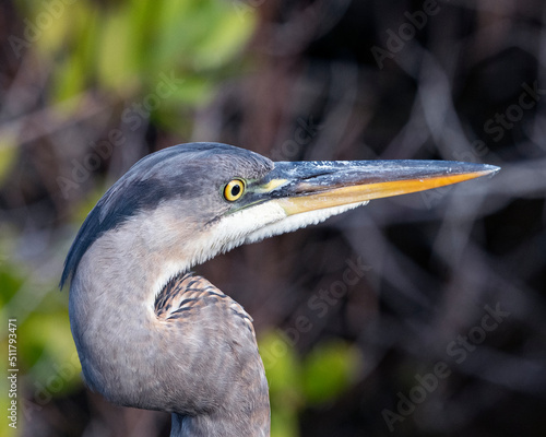 Great Blue Heron Portrait