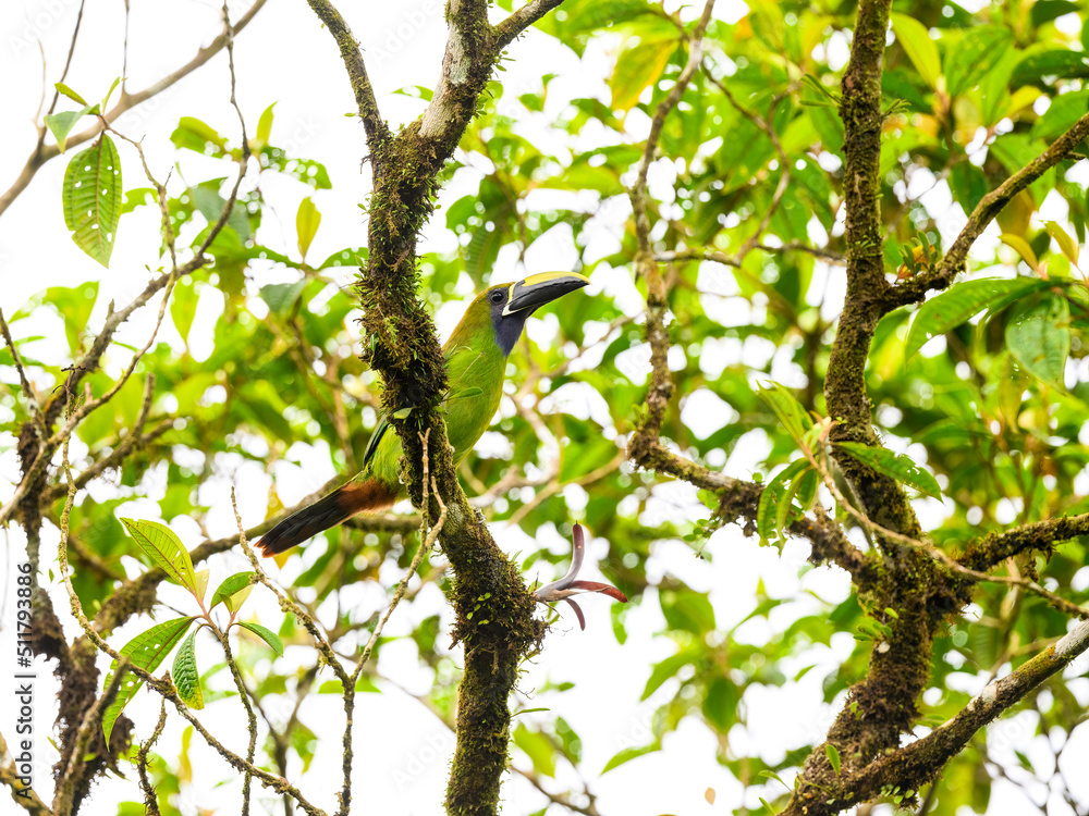Northern Emerald-Toucanet perched on tree branch in Panama Northern Emerald-Toucanet perched on tree branch in Panama