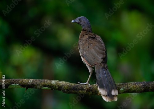 Grey-headed chachalaca standing on log against green background photo