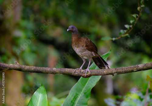 Grey-headed chachalaca standing on log against green background