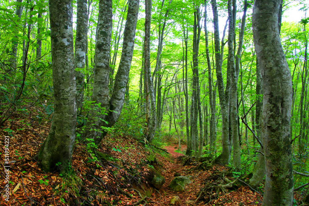 Obraz premium ブナ林（福島県・裏磐梯）