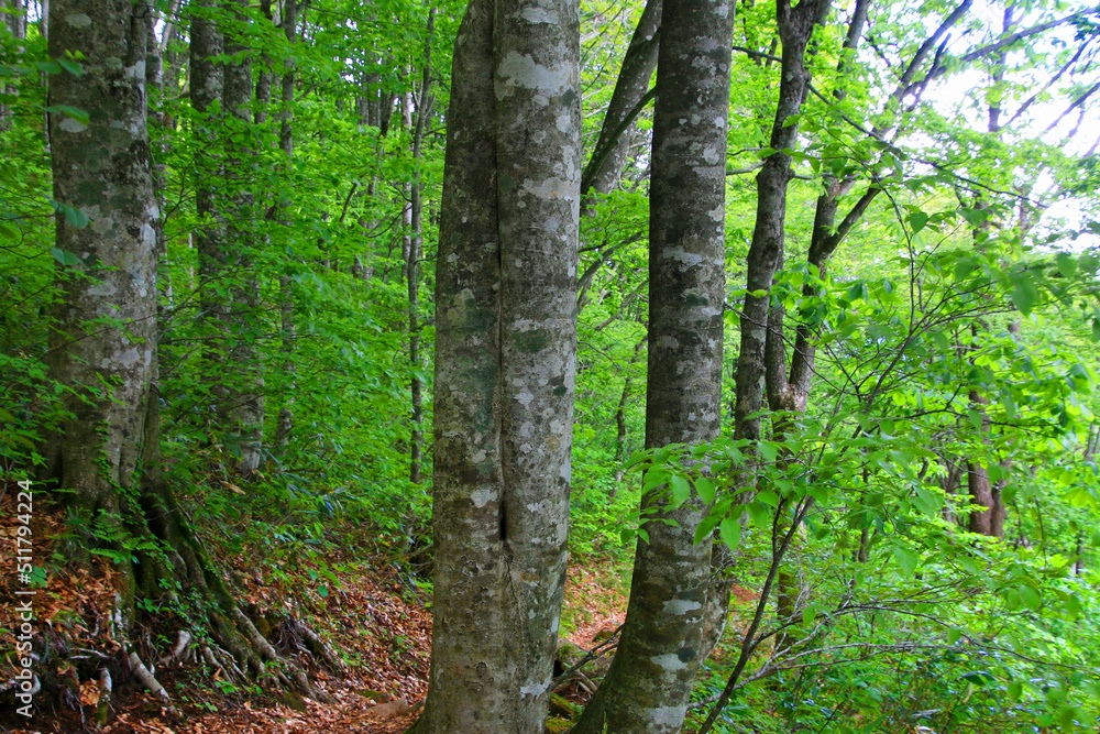 Obraz premium ブナ林（福島県・裏磐梯）