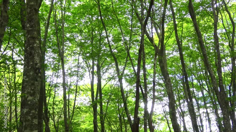ブナ林と野鳥のさえずり(福島県・裏磐梯) ブナ林と野鳥のさえずり(福島県・裏磐梯)