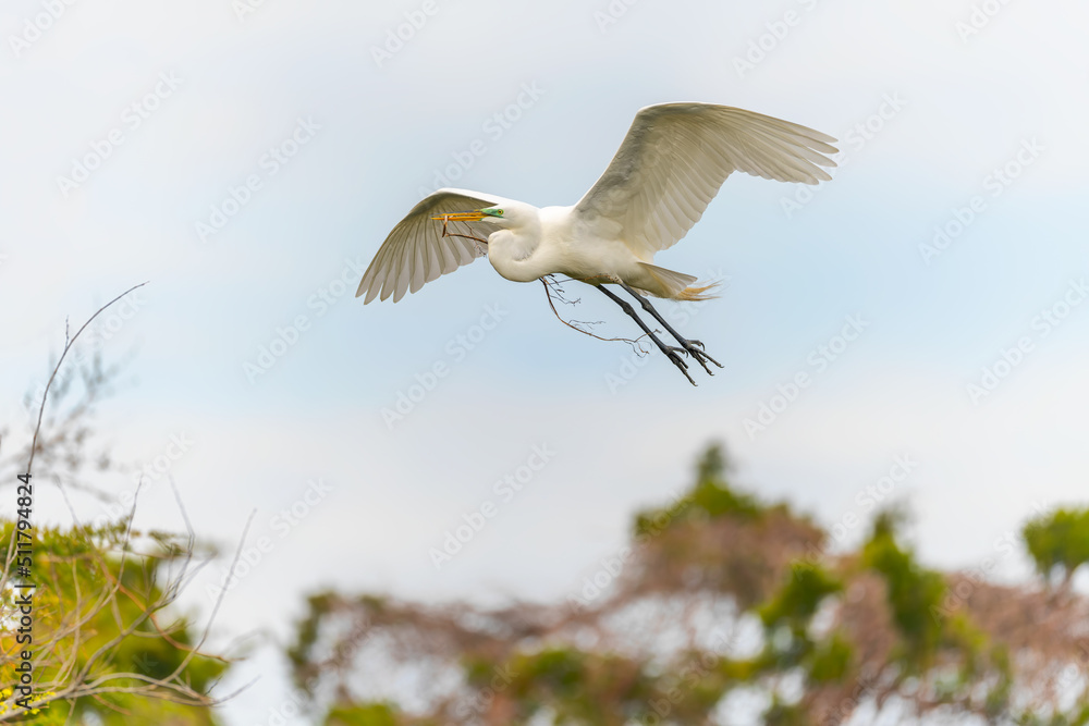 The great white egret bird in action building the nest. Flying Great White Egret over Rookery with twig. The great white egret bird in action building the nest. Flying Great White Egret over Rookery with twig.