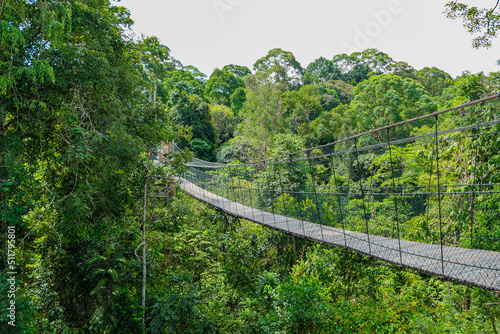 Hanging bridge at the green forest