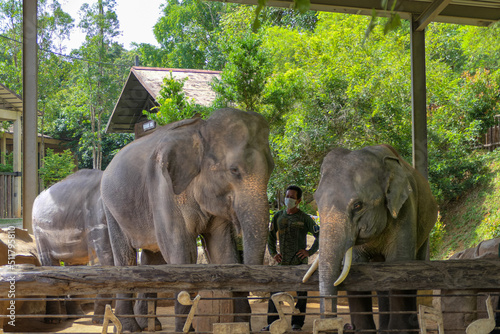 Photography elephants in the zoo in asian country
