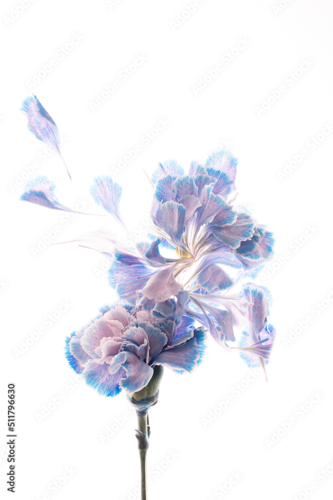 Obraz premium Studio Shot of White and blue carnation Petals Isolated on White Background. Large Depth of Field (DOF)., mothers day thanks design concept, top view, flat lay, copy space, close up.
