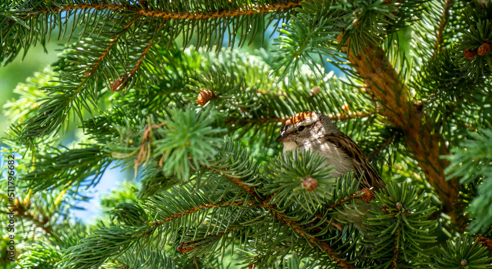 Fototapeta premium Close-up of a chipping sparrow perched in a pine tree that is growing in a forest on a warm sunny day in June.