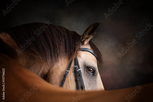 Portrait of a Buckskin horse looking over its back